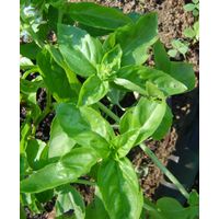 Sandveld Seeds Basil - Sweet  